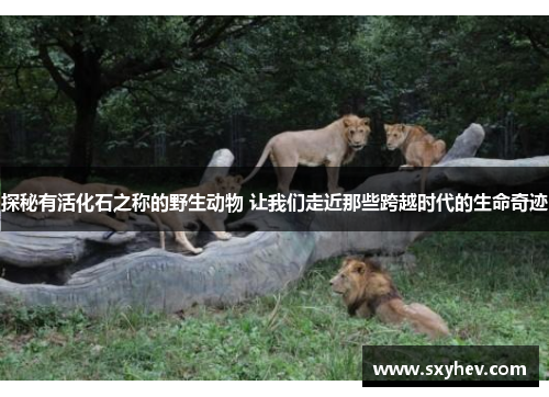 探秘有活化石之称的野生动物 让我们走近那些跨越时代的生命奇迹